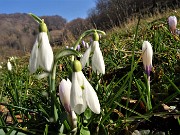 31 Festa di fiori sui sentieri al Monte Zucco - Galanthus nivalis (Bucanevi) e Crocus (Crochi)